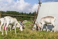 Reindeer in the Russian zoo.